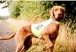 Preview: Hunde Sicherheitsweste Safety , Hundewarnweste ,  Signalweste XS - L