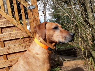 Hunde Signal Halsband, Jaghunde, Trainings Halsband