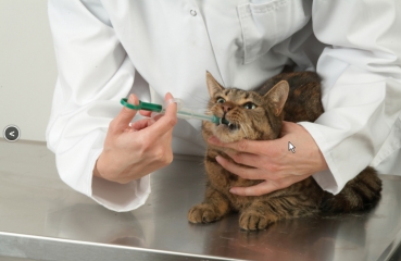 Tabletteneingeber , Hunde - Katzen, 2 Stück