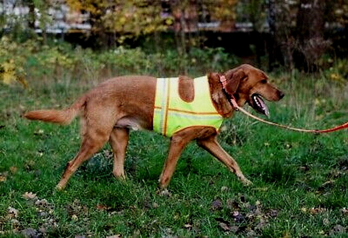  Jagdhunde Reflektorweste, Hunde Warnweste mit